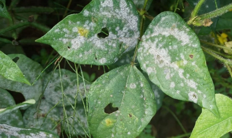 樹木白粉病防治全攻略：從症狀識別到天然療法