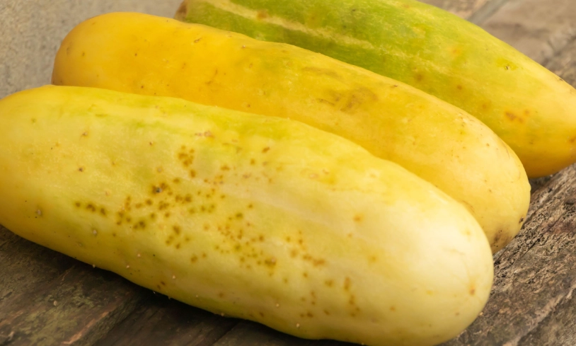 黃色小黃瓜能吃嗎