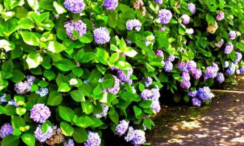 花海景點 花海景點