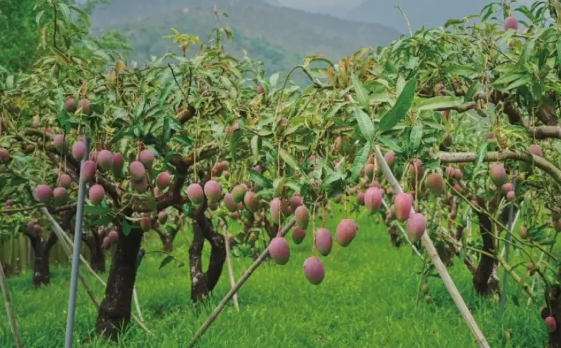 愛文芒果 種植技巧