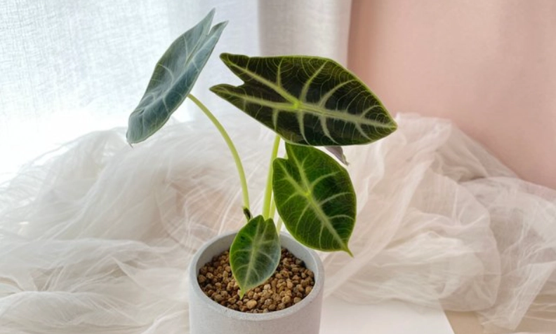 室內盆栽 照顧 室內盆栽 照顧