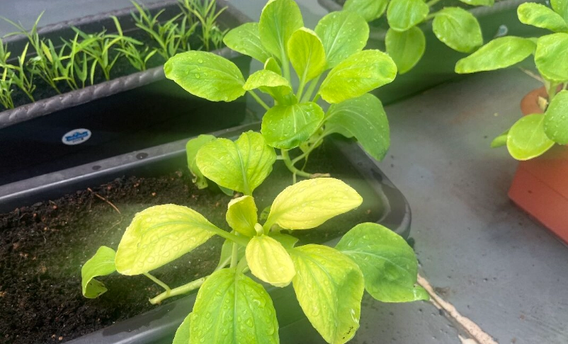 青江菜變黃可以吃嗎