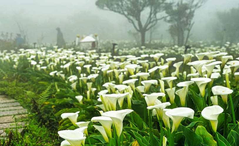 賞花行程 賞花行程