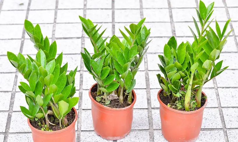 招財植物 招財植物