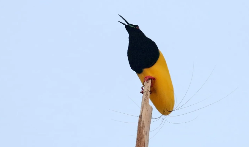 台灣觀鳥 台灣觀鳥