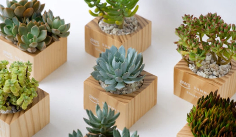 悶熱植物 推薦 悶熱植物 推薦