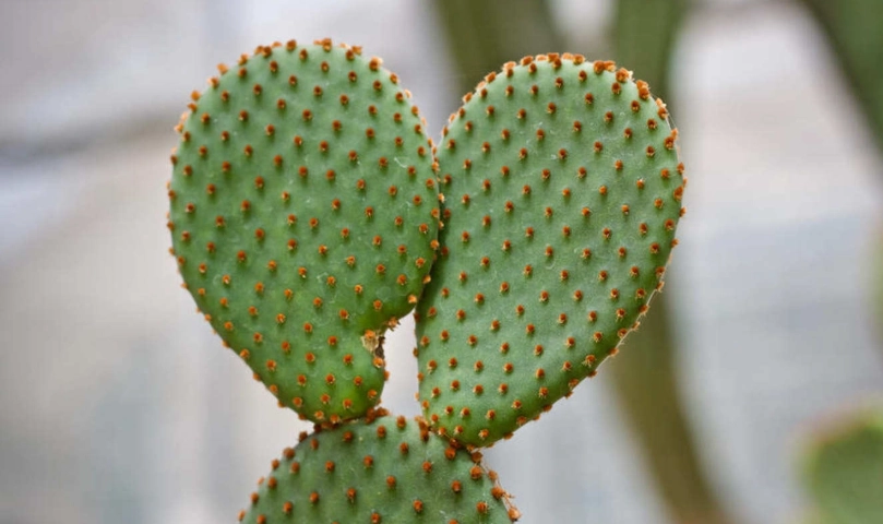 仙人掌萃取物 功效