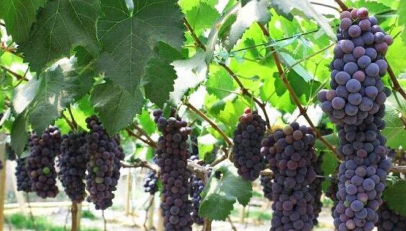 台灣葡萄栽培技術