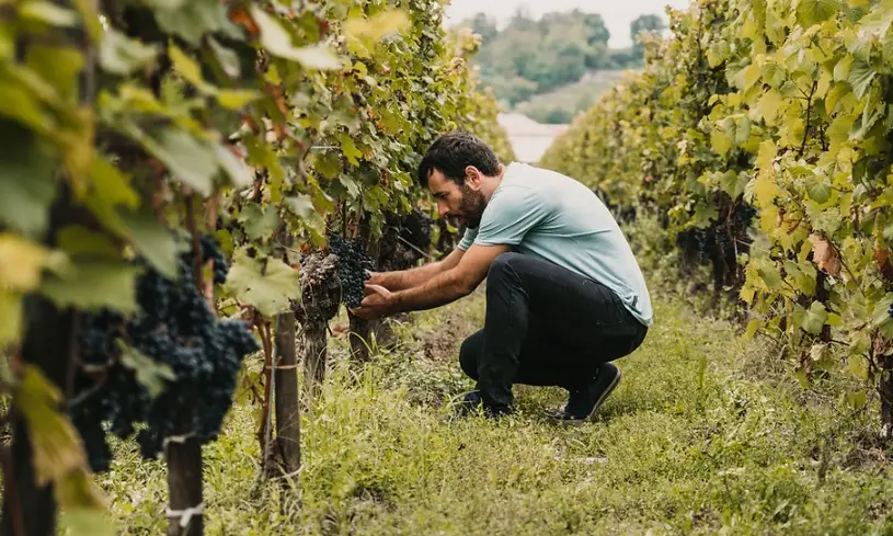 葡萄苗修剪方法