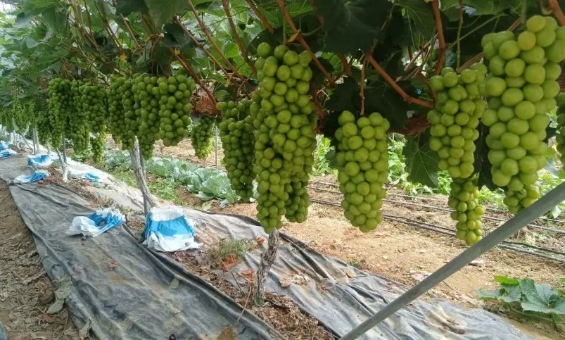 台灣葡萄栽培技術