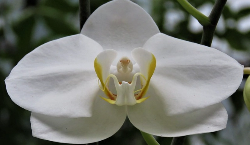 食用蘭花 食用蘭花