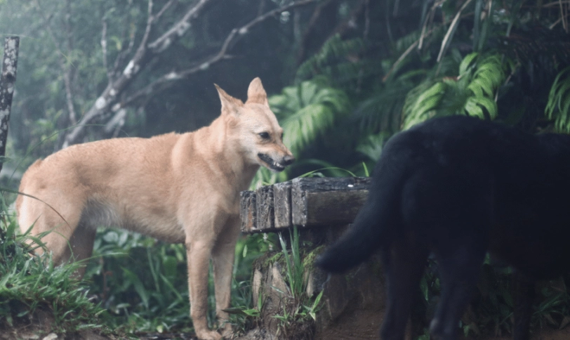 龜背芋 狗 有毒
