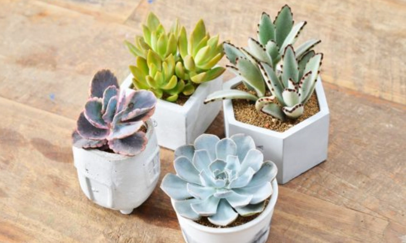 悶熱植物 推薦 悶熱植物 推薦