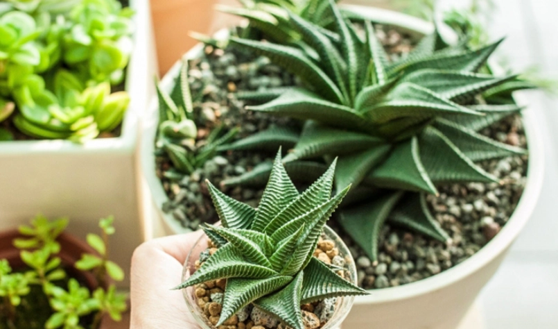 耐陰耐濕 室內植物 耐陰耐濕 室內植物
