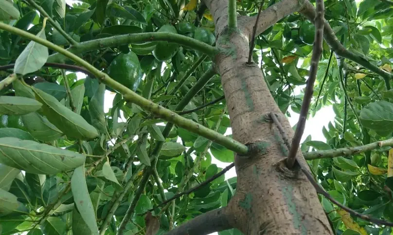 酪梨樹修剪方法