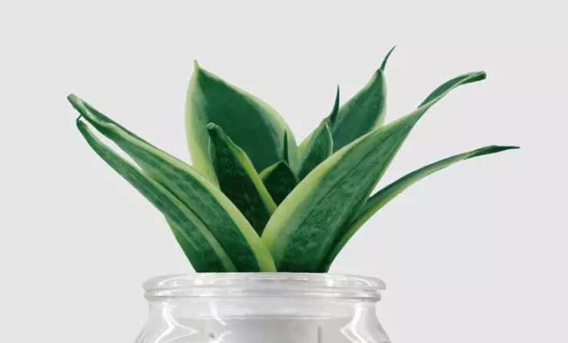 虎尾蘭澆水方法