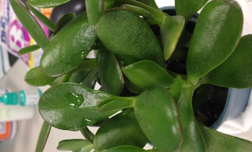 懶人植物陽台 懶人植物陽台