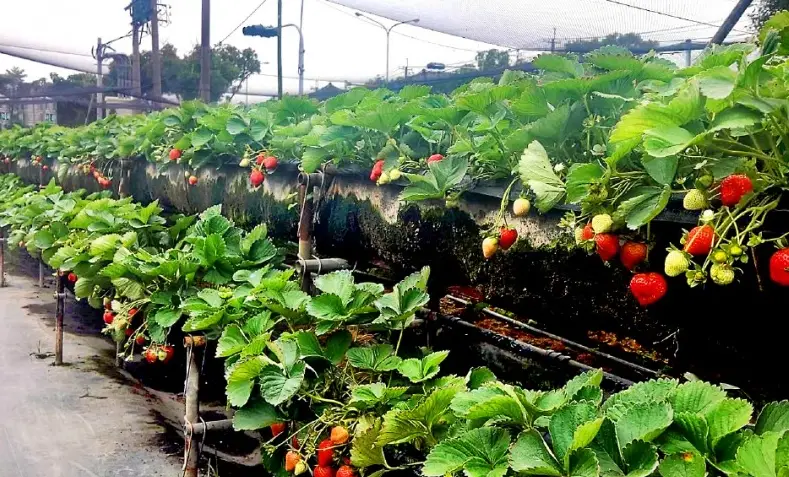 草莓園推薦 草莓園推薦