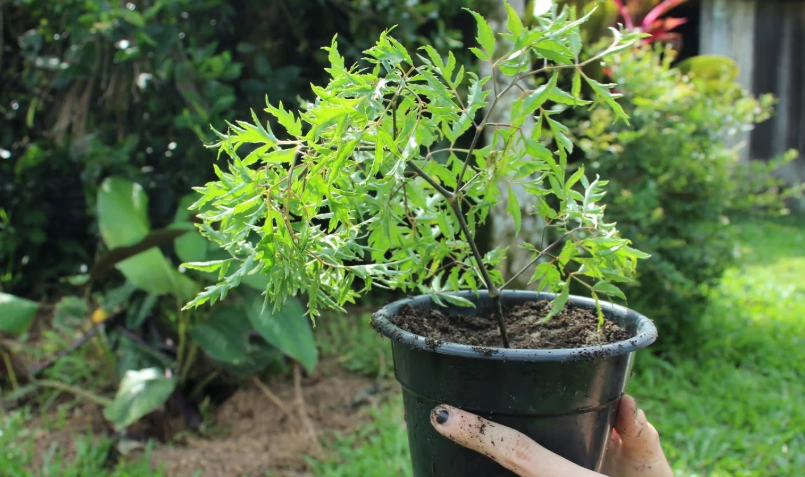 富貴樹分枝方法