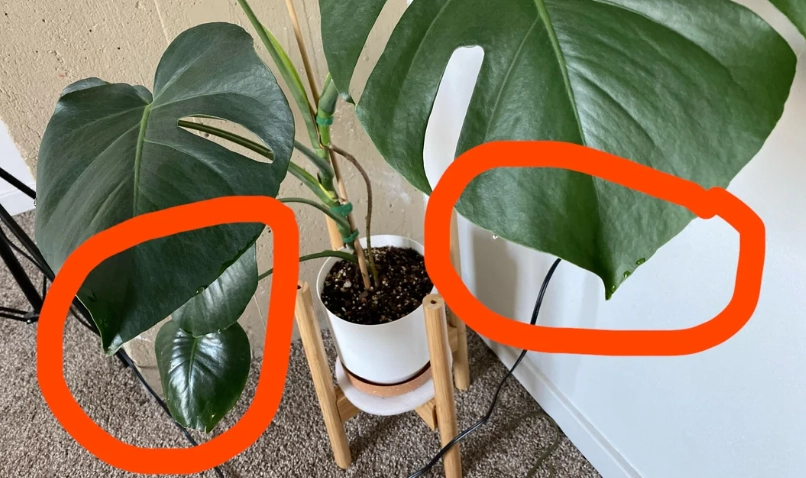 龜背芋葉片出水原因 龜背芋葉片出水原因