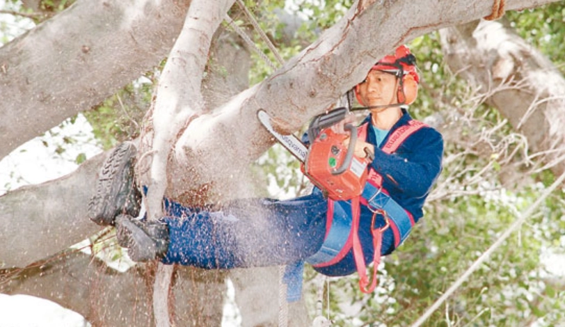 樹木修剪 樹木修剪