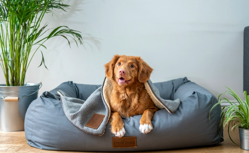 寵物 芳香 療法