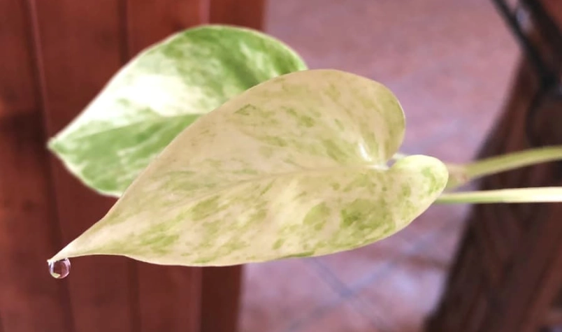 龜背芋出水處理