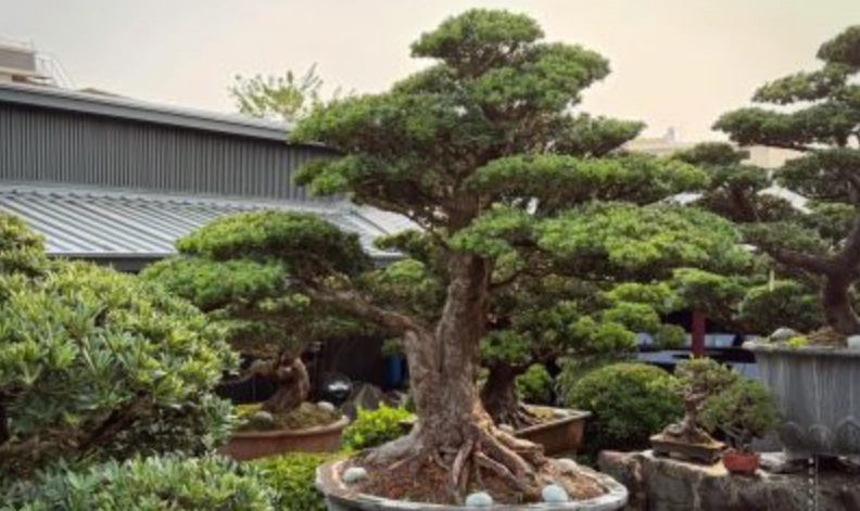 大型羅漢松修剪 大型羅漢松修剪