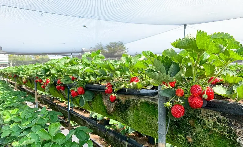 台南採草莓 台南採草莓