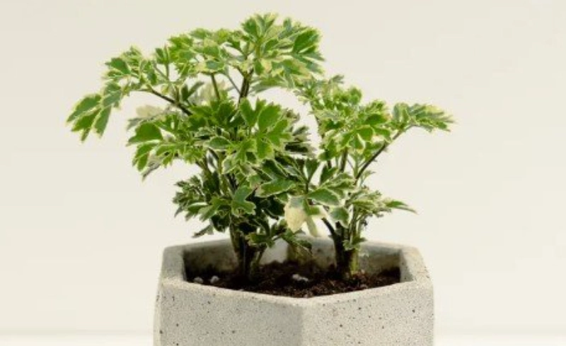 富貴樹分枝方法