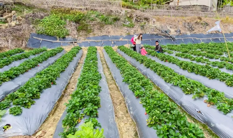 台湾草莓园 台湾草莓园