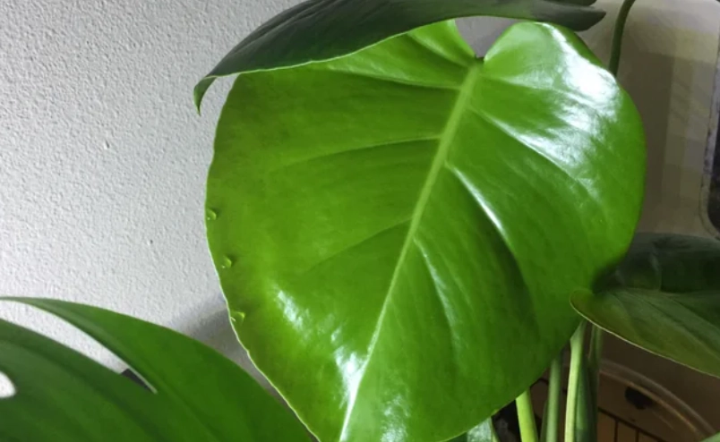 龜背芋葉片出水原因 龜背芋葉片出水原因