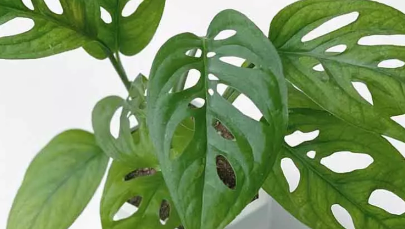 龜背芋葉片出水正常嗎 龜背芋葉片出水正常嗎