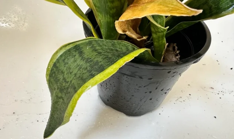 虎尾蘭爛根處理 虎尾蘭爛根處理