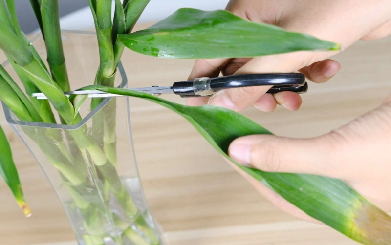 富貴竹水耕修剪