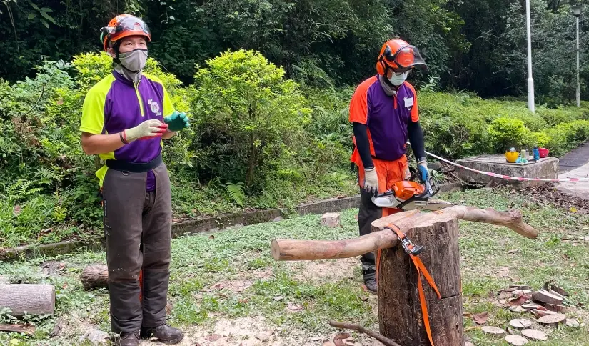 安全鋸樹 安全鋸樹