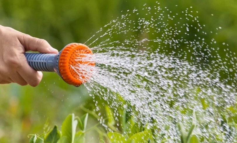 植物澆水時機 植物澆水時機