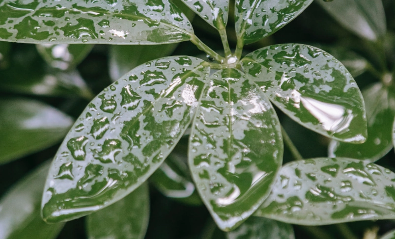 下雨天澆水指南：避免爛根的關鍵技巧與常見誤區