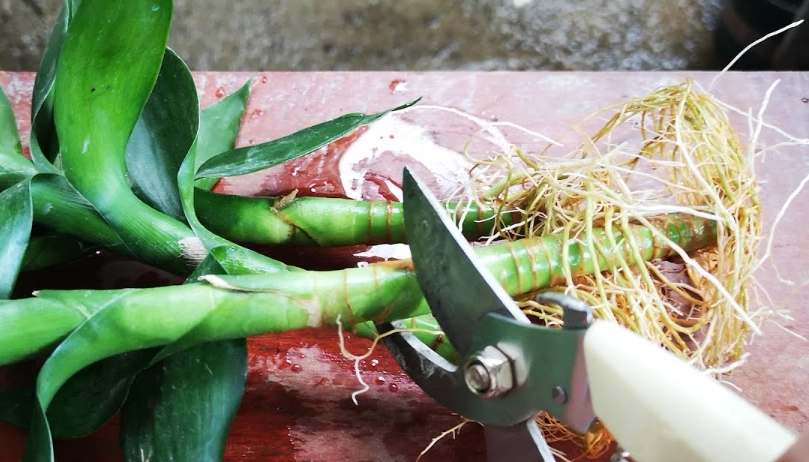 富贵竹修剪時機