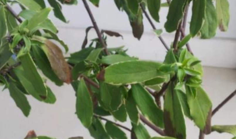 植物悶根 植物悶根