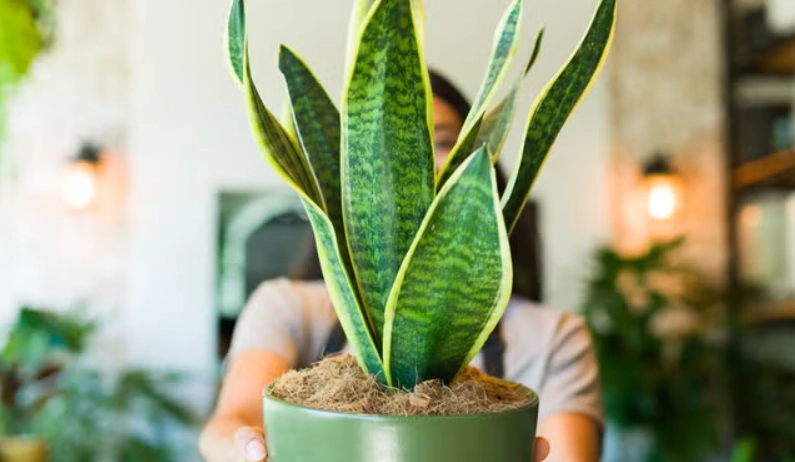 虎尾蘭土壤調整