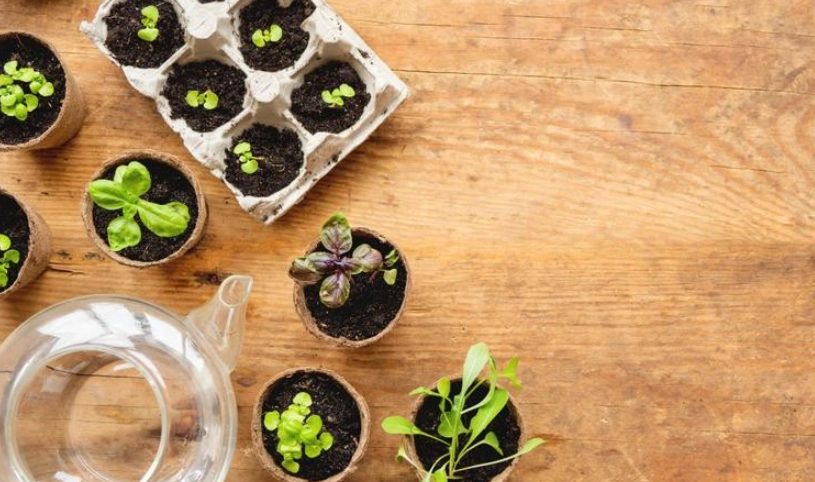 羅勒盆栽 羅勒盆栽