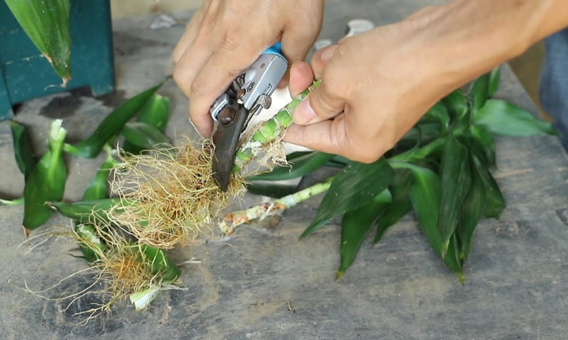 富贵竹修剪方法