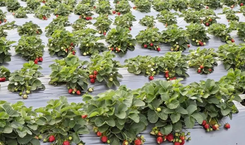 草莓園推薦 草莓園推薦