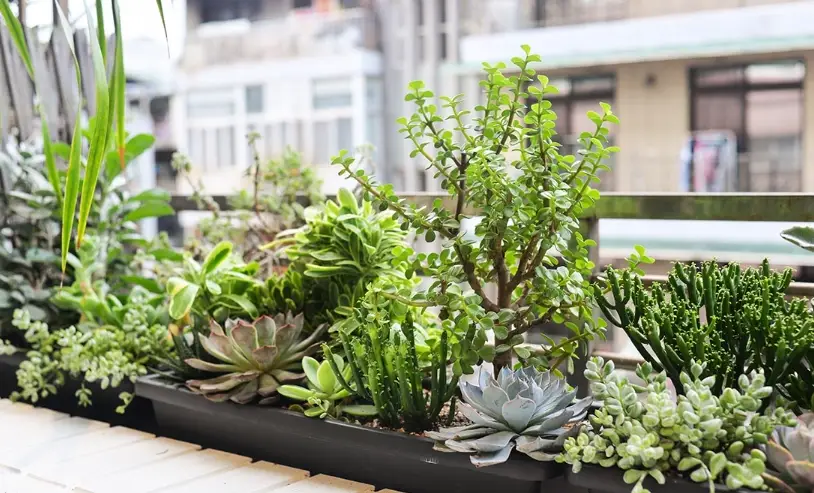 陽台耐旱植物 陽台耐旱植物