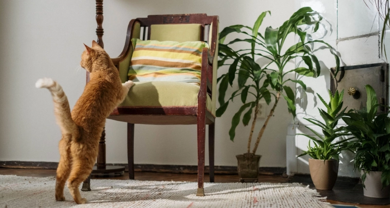 打造安全綠洲：貓友善盆栽終極指南與常見迷思破解