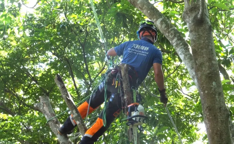 樹木修剪 樹木修剪