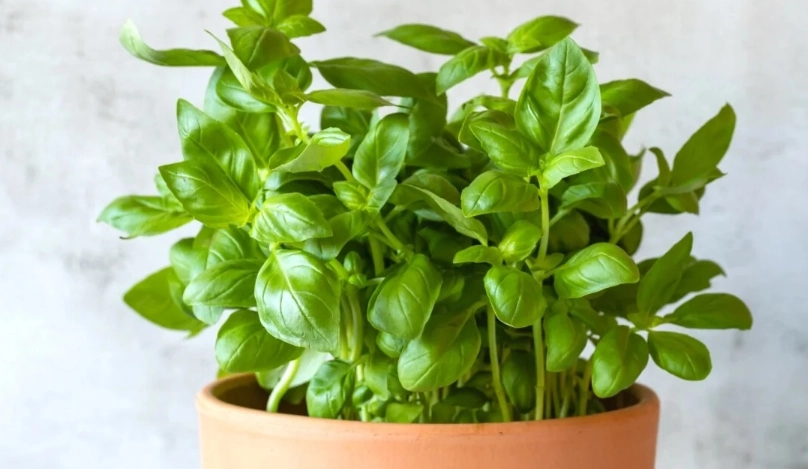 室內種植羅勒 室內種植羅勒