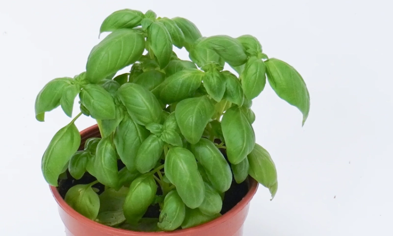 室內種植羅勒 室內種植羅勒