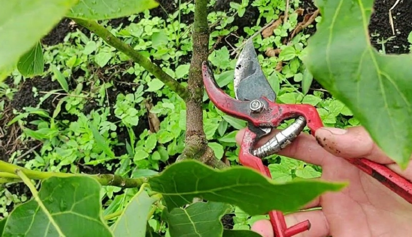 酪梨樹修剪方法